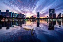 Twilight Swan A white swan gliding across Lake Eola at twilight with the Orlando skyline reflected beneath a dramatic sunset sky.