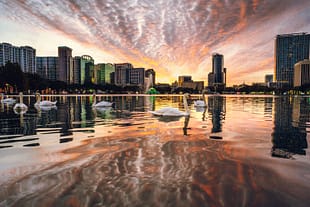 Reflections of Lake Eola Sunset over Lake Eola with swans in downtown Orlando, Florida.