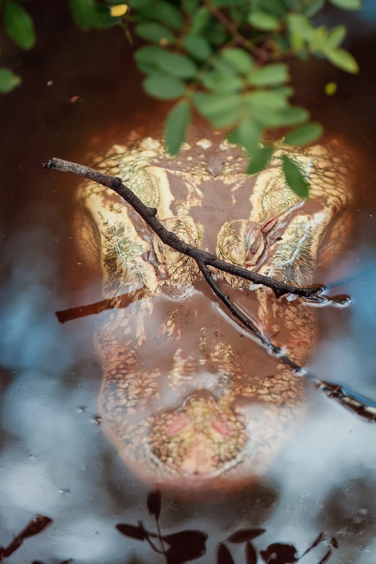 Beneath the Surface fine art photography print