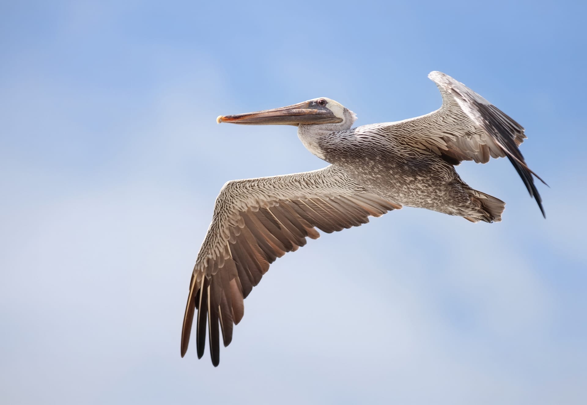 Coastal Flight fine art photography print